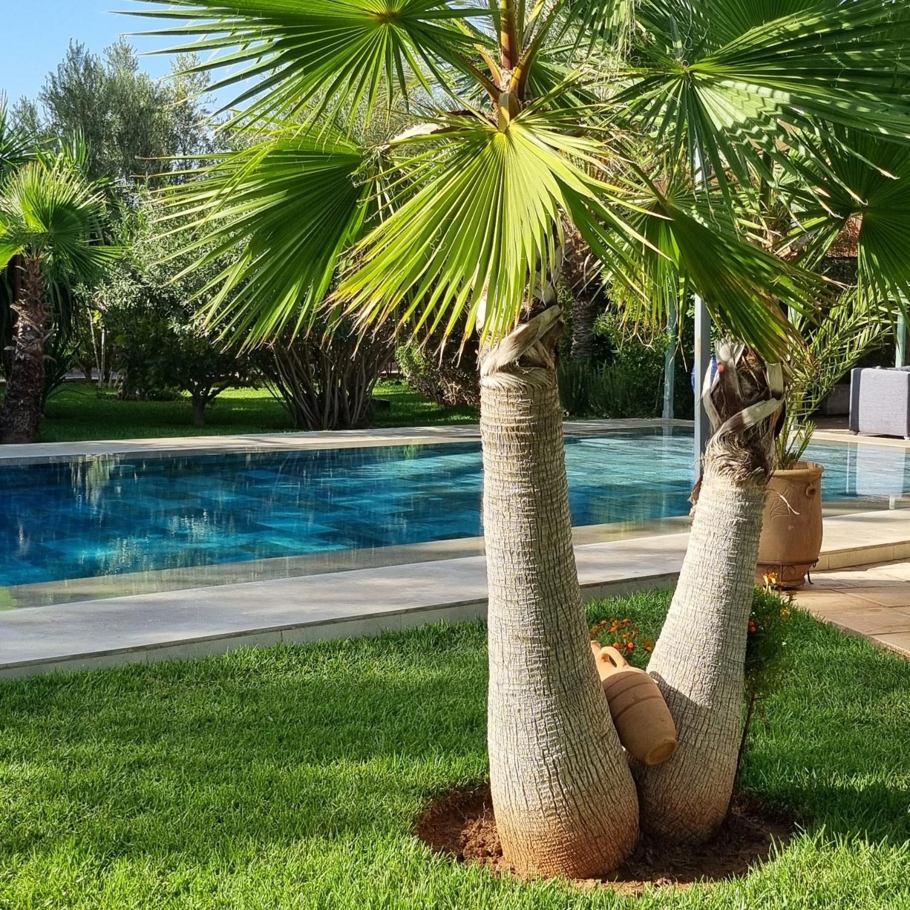 Les Deux Citronniers 3* Marrakesch