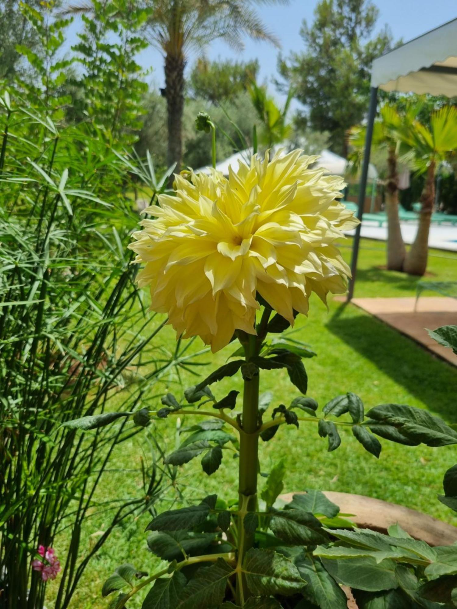 Les Deux Citronniers Maison d'hôtes Marrakesh